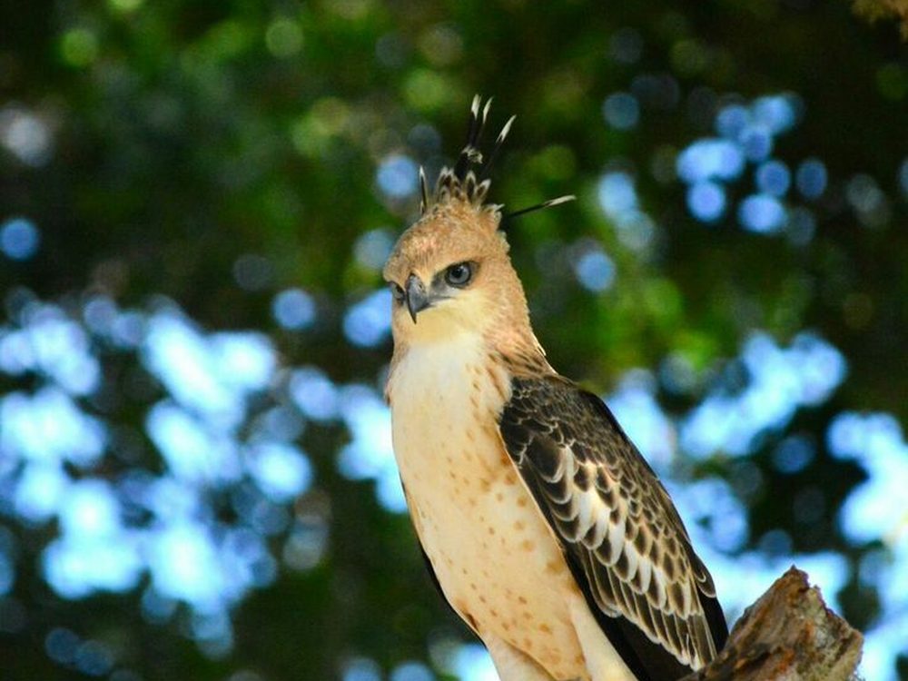 Bundala, Sri Lanka — A wetland haven for flamingos and migrant birds. Private driver and tours.