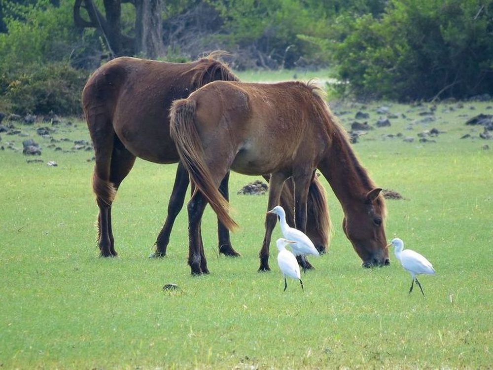 Delft Island, Sri Lanka — Coral-walled lanes and wild ponies off the north coast. Private driver and tours.