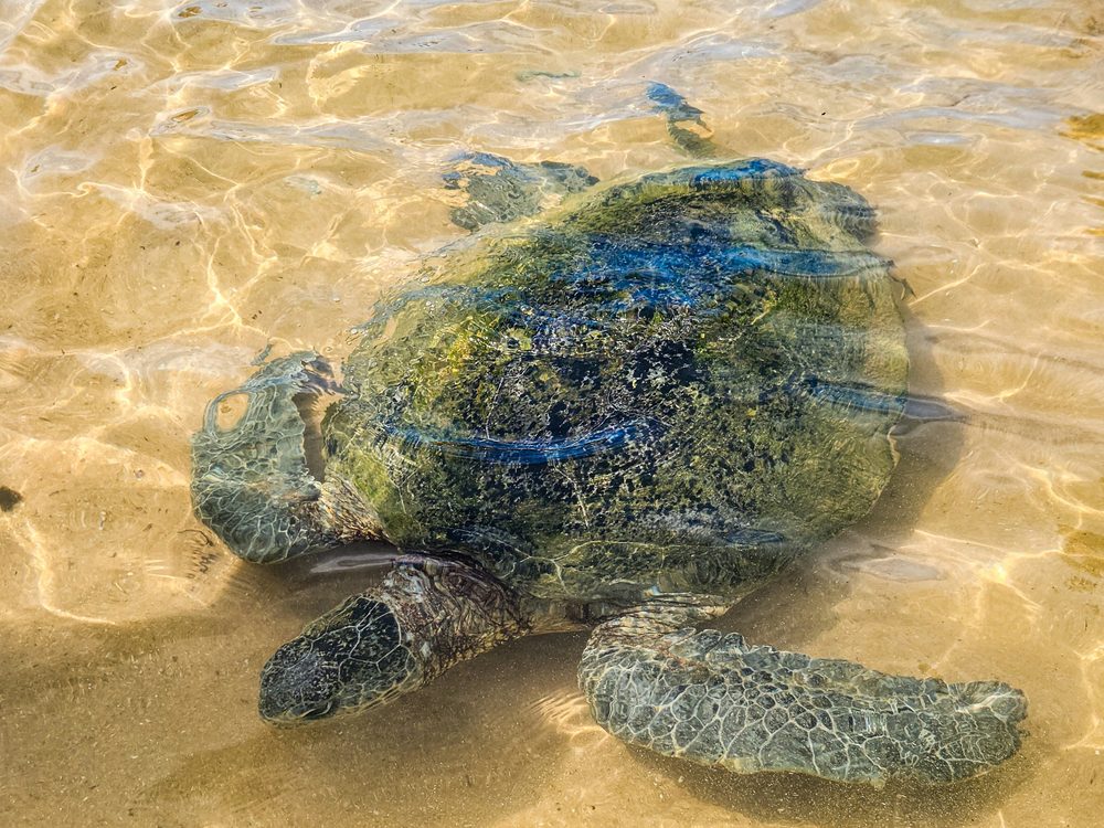 Hikkaduwa, Sri Lanka — Coral reef, turtles and a long sandy shoreline. Private driver and tours.