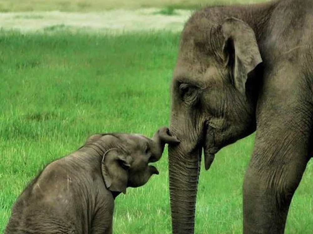 Kaudulla, Sri Lanka — Elephants, deer and rich birdlife by the reservoir. Private driver and tours.