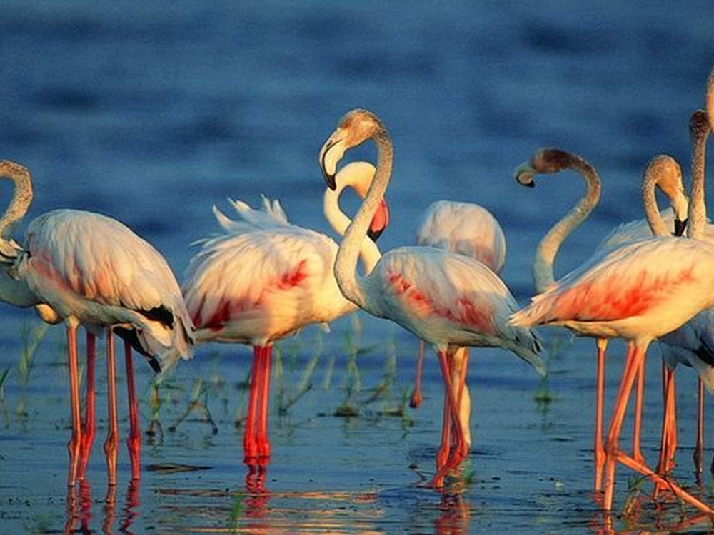 Kumana, Sri Lanka — A remote eastern park beloved by birdwatchers. Private driver and tours.