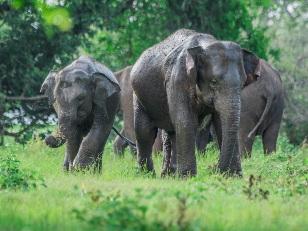 Minneriya, Sri Lanka — Host to 'The Gathering' of hundreds of elephants. Private driver and tours.