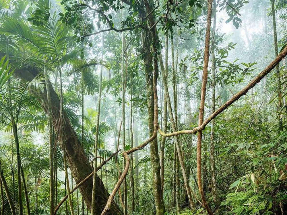 Sinharaja, Sri Lanka — A UNESCO rainforest of astonishing biodiversity. Private driver and tours.