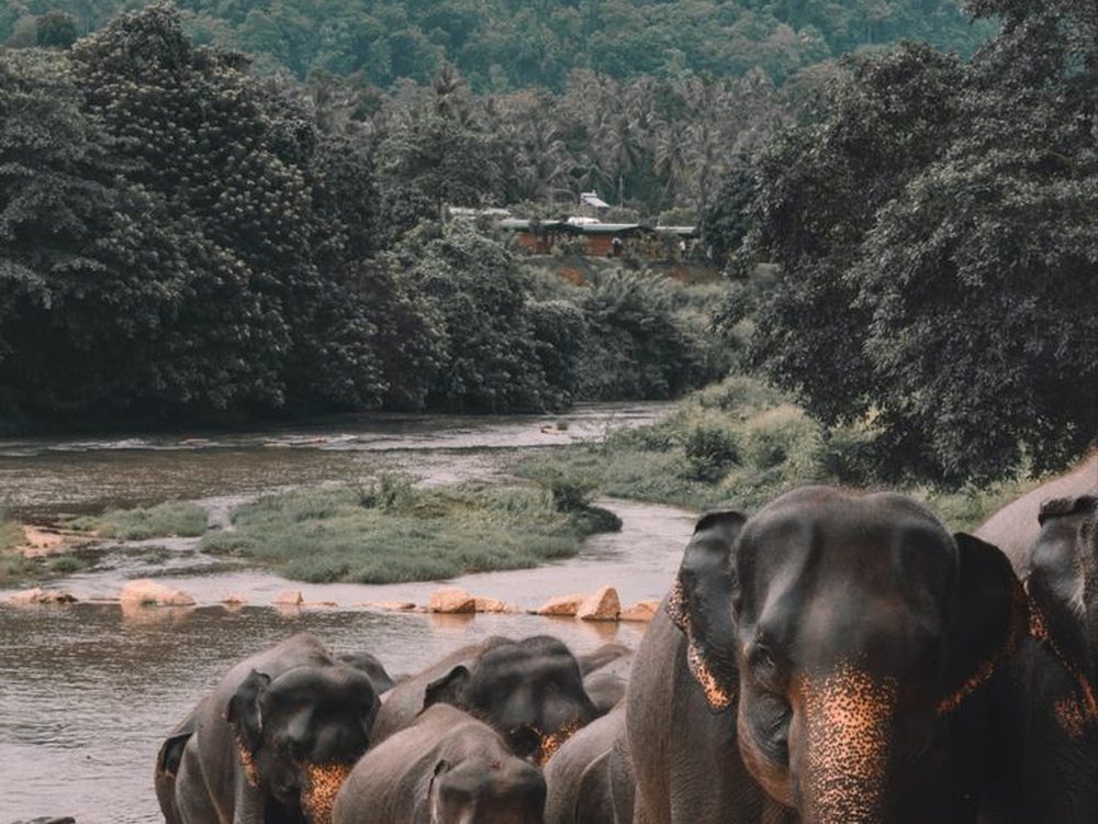 Udawalawe, Sri Lanka — Reliable herds of wild elephants year-round. Private driver and tours.