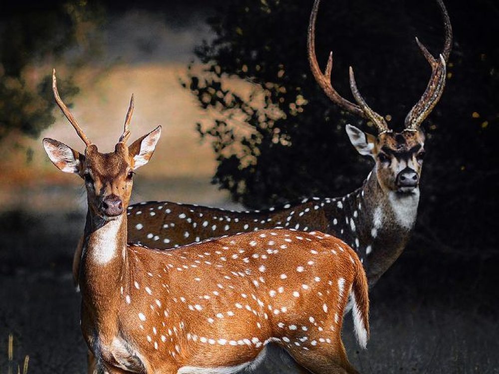 Wilpattu, Sri Lanka — The largest park — wild, quiet and full of lakes. Private driver and tours.