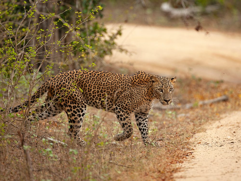 Yala, Sri Lanka — The best-known park for spotting leopards.